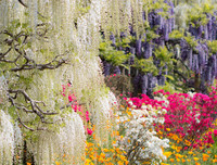 [ẢNH] Lạc bước nơi 