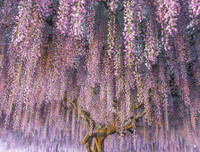 [ẢNH] Lạc bước nơi 