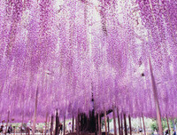 [ẢNH] Lạc bước nơi 