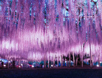 [ẢNH] Lạc bước nơi 