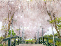 [ẢNH] Lạc bước nơi 