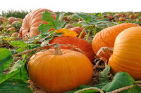 Những loại thực phẩm giúp các cặp vợ chồng hiếm muộn dễ thụ thai