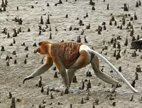 [ẢNH] Sửng sốt với hình ảnh những loài động vật kỳ lạ nhất hành tinh