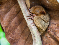 [ẢNH] Sửng sốt với hình ảnh những loài động vật kỳ lạ nhất hành tinh