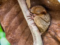 [ẢNH] Sửng sốt với hình ảnh những loài động vật kỳ lạ nhất hành tinh