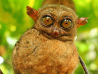 [ẢNH] Sửng sốt với hình ảnh những loài động vật kỳ lạ nhất hành tinh