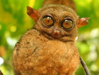 [ẢNH] Sửng sốt với hình ảnh những loài động vật kỳ lạ nhất hành tinh