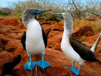 [ẢNH] Sửng sốt với hình ảnh những loài động vật kỳ lạ nhất hành tinh