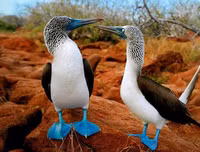 [ẢNH] Sửng sốt với hình ảnh những loài động vật kỳ lạ nhất hành tinh