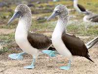 [ẢNH] Sửng sốt với hình ảnh những loài động vật kỳ lạ nhất hành tinh