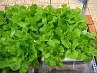 Hướng dẫn bảo quản và lựa chọn thực phẩm tươi ngon!