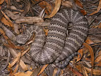 [ẢNH] Top 10 loài rắn cực độc, nguy hiểm nhất hành tinh