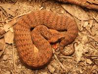 [ẢNH] Top 10 loài rắn cực độc, nguy hiểm nhất hành tinh