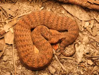 [ẢNH] Top 10 loài rắn cực độc, nguy hiểm nhất hành tinh