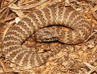 [ẢNH] Top 10 loài rắn cực độc, nguy hiểm nhất hành tinh