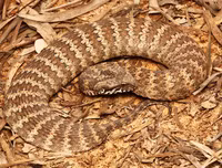 [ẢNH] Top 10 loài rắn cực độc, nguy hiểm nhất hành tinh