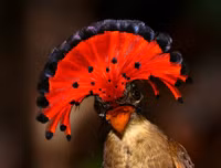 [ẢNH] Sửng sốt với hình ảnh những loài động vật kỳ lạ nhất hành tinh