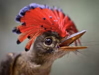 [ẢNH] Sửng sốt với hình ảnh những loài động vật kỳ lạ nhất hành tinh