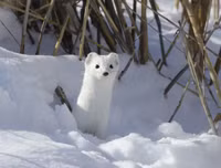 [ẢNH] Sửng sốt với hình ảnh những loài động vật kỳ lạ nhất hành tinh