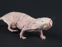 [ẢNH] Sửng sốt với hình ảnh những loài động vật kỳ lạ nhất hành tinh