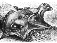 [ẢNH] Sửng sốt với hình ảnh những loài động vật kỳ lạ nhất hành tinh