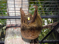 [ẢNH] Sửng sốt với hình ảnh những loài động vật kỳ lạ nhất hành tinh