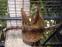 [ẢNH] Sửng sốt với hình ảnh những loài động vật kỳ lạ nhất hành tinh