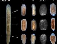 [ẢNH] Khả năng đặc biệt đến khó tin của những động vật kỳ lạ trên thế giới
