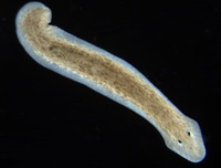 [ẢNH] Khả năng đặc biệt đến khó tin của những động vật kỳ lạ trên thế giới