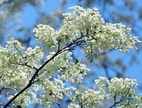 [ẢNH] Hà Nội đẹp đến nao lòng trong sắc trắng hoa sưa