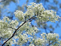 [ẢNH] Hà Nội đẹp đến nao lòng trong sắc trắng hoa sưa