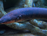 [ẢNH] Điểm mặt những loài 