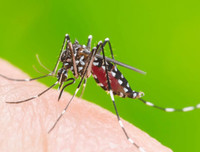 [ẢNH] Những sự thật ít người biết về loài muỗi - 