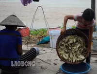 Cuộc sống đói nghèo trong những gia đình 