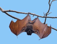 [ẢNH] Những khám phá thú vị về thế giới động vật khiến nhiều người phải kinh ngạc