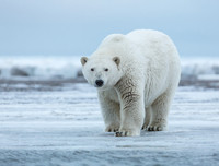 [ẢNH] Những khám phá thú vị về thế giới động vật khiến nhiều người phải kinh ngạc