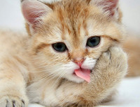 [ẢNH] Những khám phá thú vị về thế giới động vật khiến nhiều người phải kinh ngạc