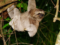 [ẢNH] Những khám phá thú vị về thế giới động vật khiến nhiều người phải kinh ngạc