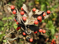 [ẢNH] Những loài thực vật cực độc nguy hiểm nhất trên thế giới