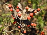 [ẢNH] Những loài thực vật cực độc nguy hiểm nhất trên thế giới