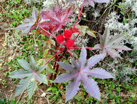 [ẢNH] Những loài thực vật cực độc nguy hiểm nhất trên thế giới