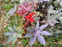 [ẢNH] Những loài thực vật cực độc nguy hiểm nhất trên thế giới