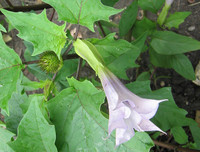 [ẢNH] Những loài thực vật cực độc nguy hiểm nhất trên thế giới