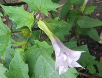 [ẢNH] Những loài thực vật cực độc nguy hiểm nhất trên thế giới