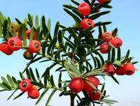 [ẢNH] Những loài thực vật cực độc nguy hiểm nhất trên thế giới