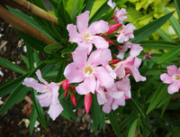 [ẢNH] Những loài thực vật cực độc nguy hiểm nhất trên thế giới