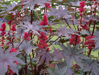 [ẢNH] Những loài thực vật cực độc nguy hiểm nhất trên thế giới