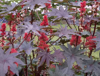 [ẢNH] Những loài thực vật cực độc nguy hiểm nhất trên thế giới