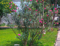 [ẢNH] Những loài thực vật cực độc nguy hiểm nhất trên thế giới