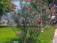 [ẢNH] Những loài thực vật cực độc nguy hiểm nhất trên thế giới